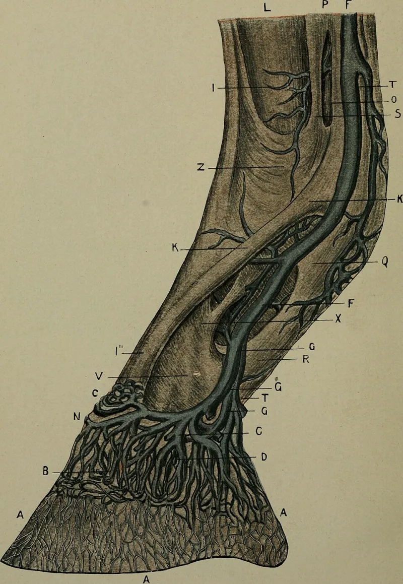 Hooves, Hashtags, and High Fashion: How the Horse Aesthetic Took Over Creative Culture